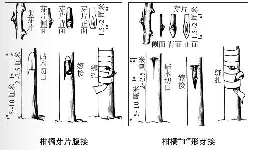 嫁接.jpg