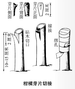 嫁接2.jpg