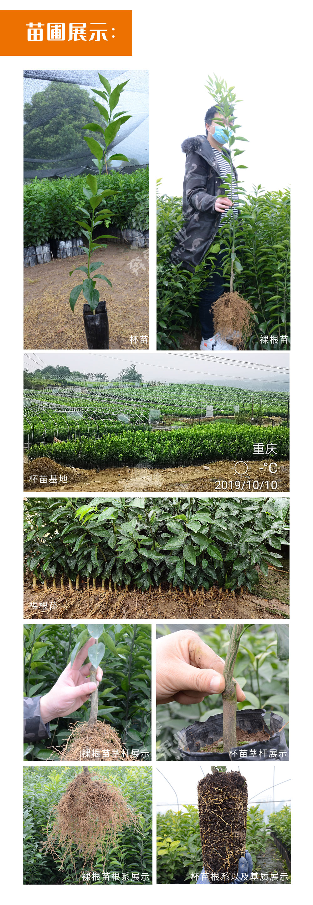 苗木展示.jpg