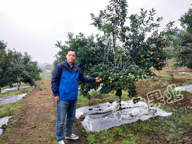 一年好景君須記，又到柑橘豐收時(shí)！