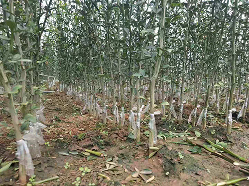 果品銷售