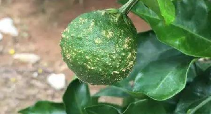 柑桔-奔象-091無核沃柑-金秋砂糖橘-瘡痂病