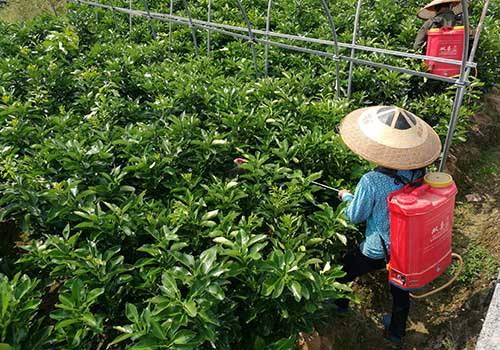 柑桔-奔象-091無核沃柑-金秋砂糖橘-農(nóng)藥