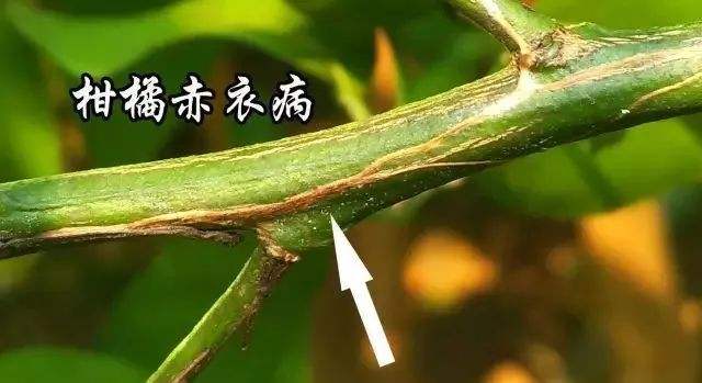 柑桔-奔象-091無核沃柑-金秋砂糖橘-赤衣病