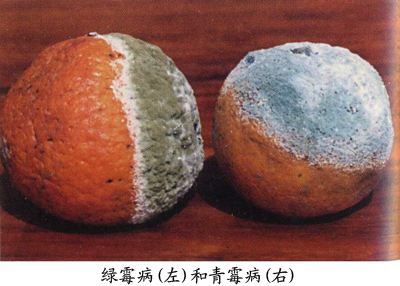 柑桔-奔象-091無核沃柑-金秋砂糖橘-青霉病-綠霉病