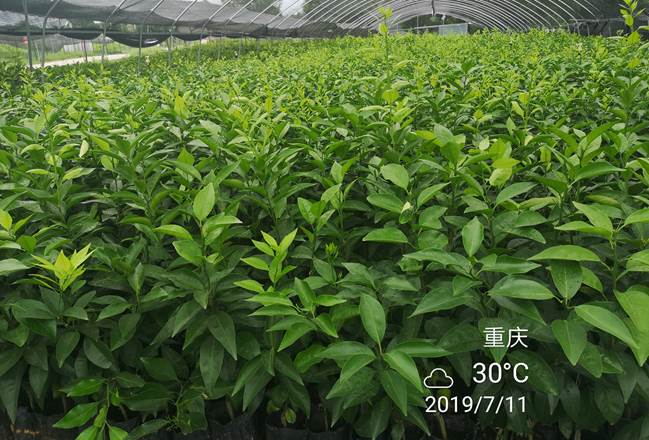 柑桔-奔象-091無核沃柑-金秋砂糖橘-秋梢