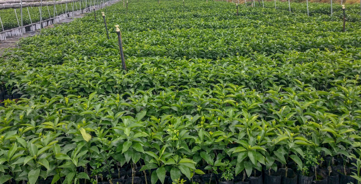 柑桔-奔象-091無核沃柑-金秋砂糖橘-嫁接