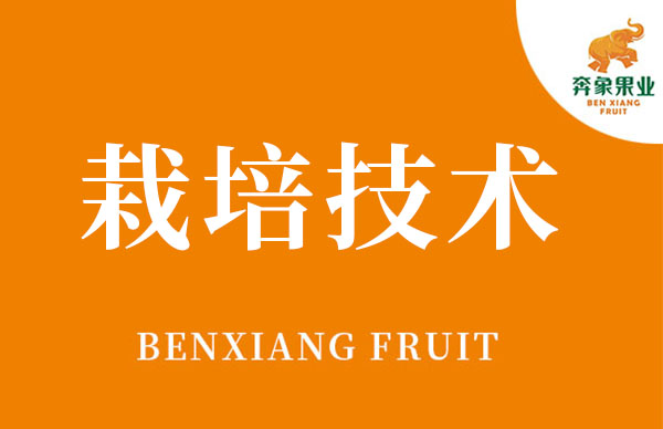 柑桔-奔象-091無核沃柑-金秋砂糖橘