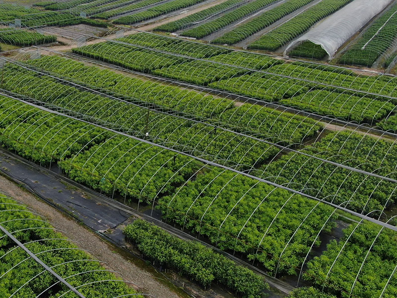 苗木基地